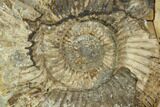 Ammonite In Septarian Nodule - Madagascar #124161-1